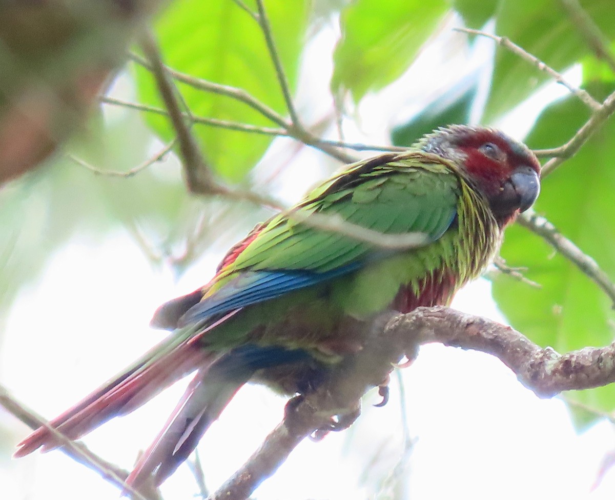 Painted Parakeet - ML641997070