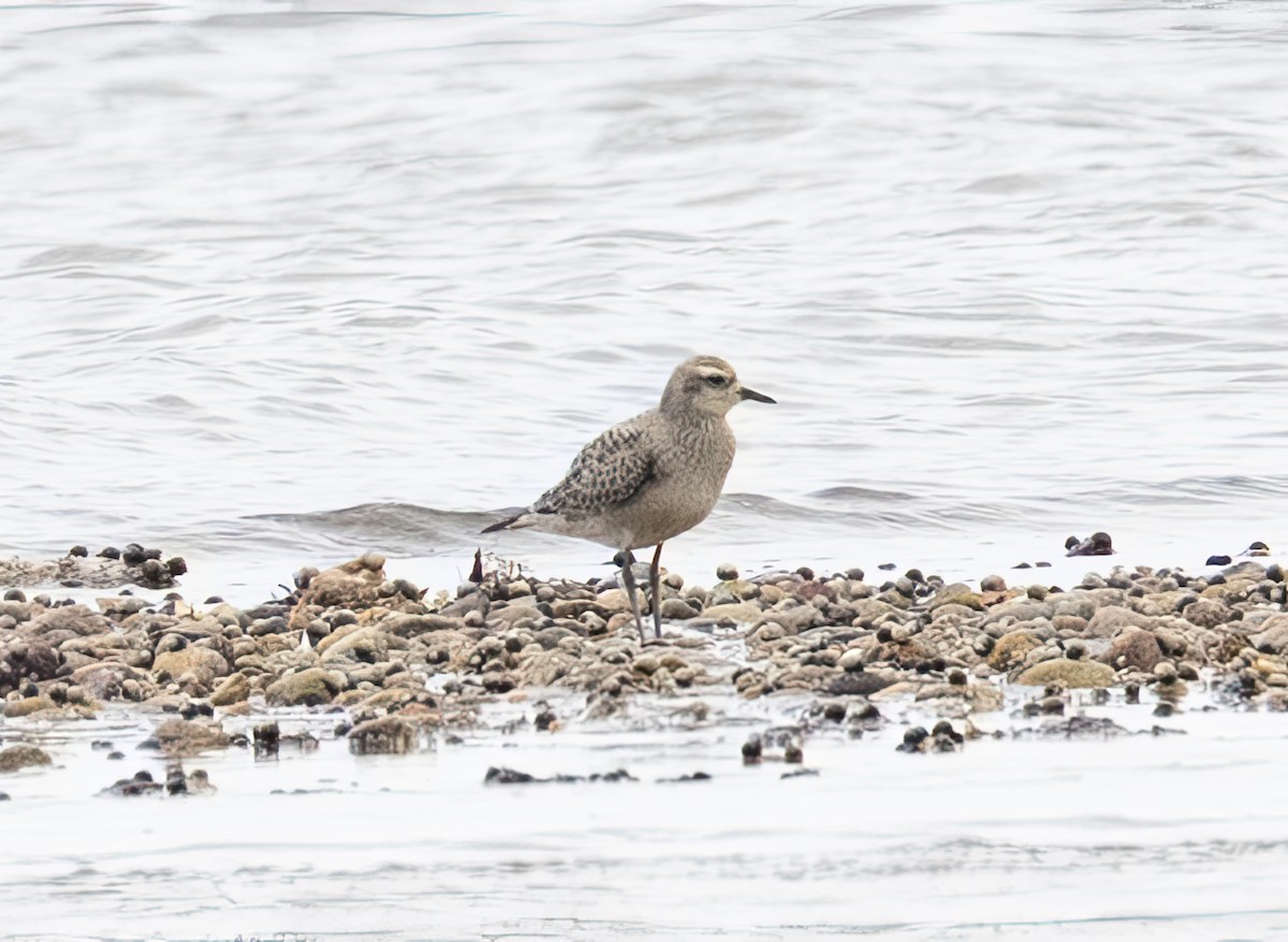 American Golden-Plover - ML641997073
