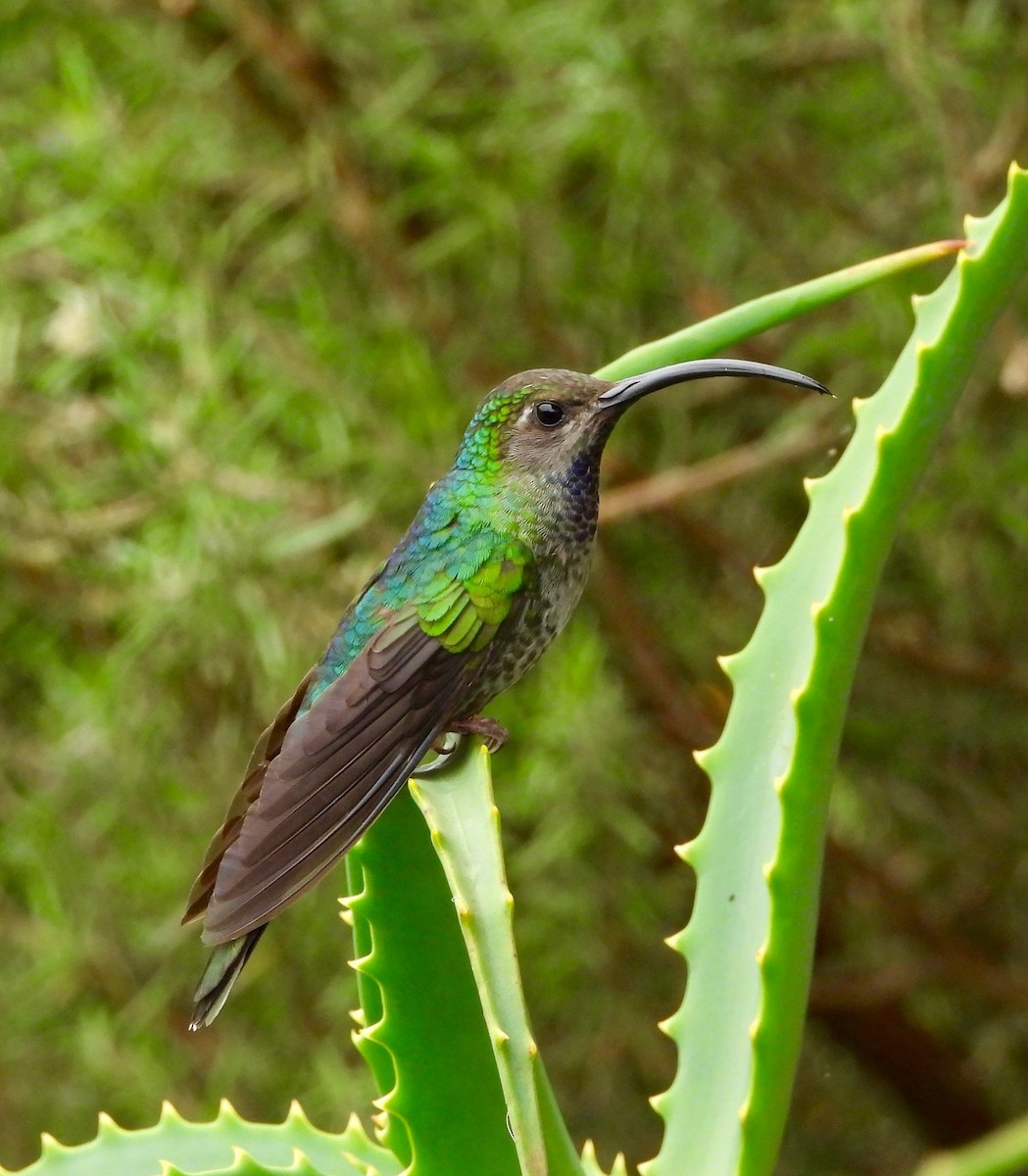 Violet Sabrewing - ML641997077