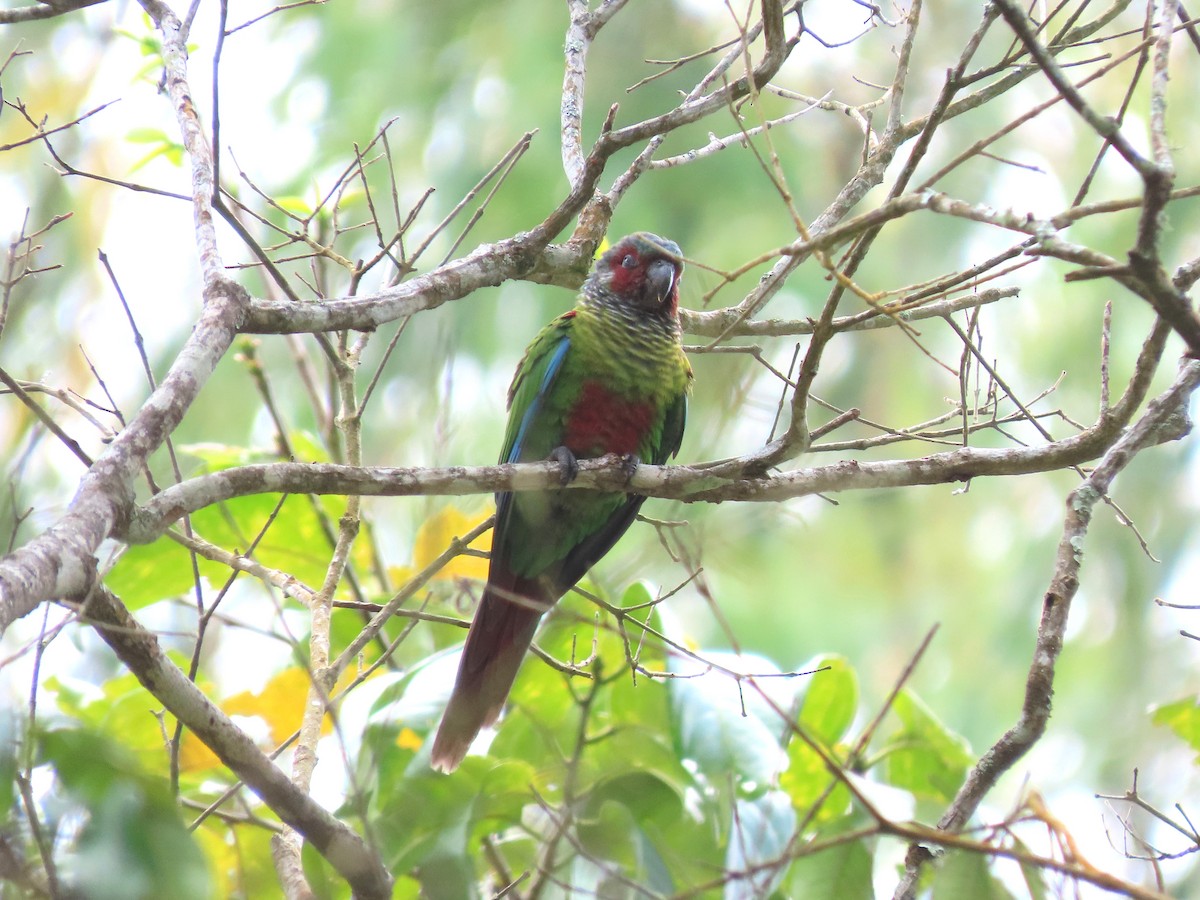 Painted Parakeet - ML641997082