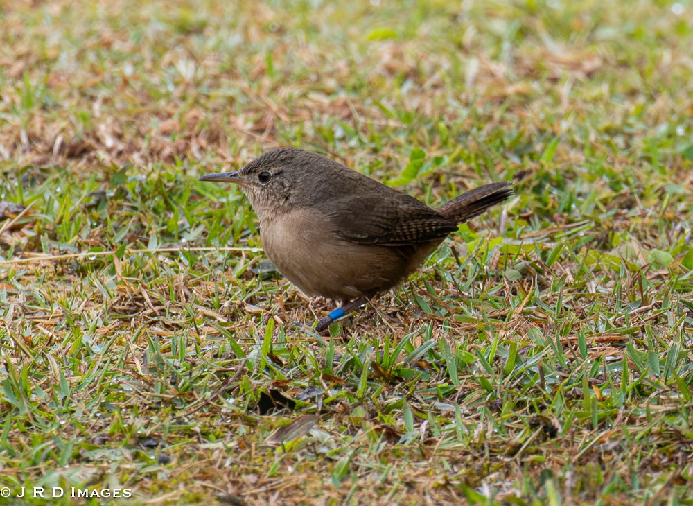 Southern House Wren - ML641997086