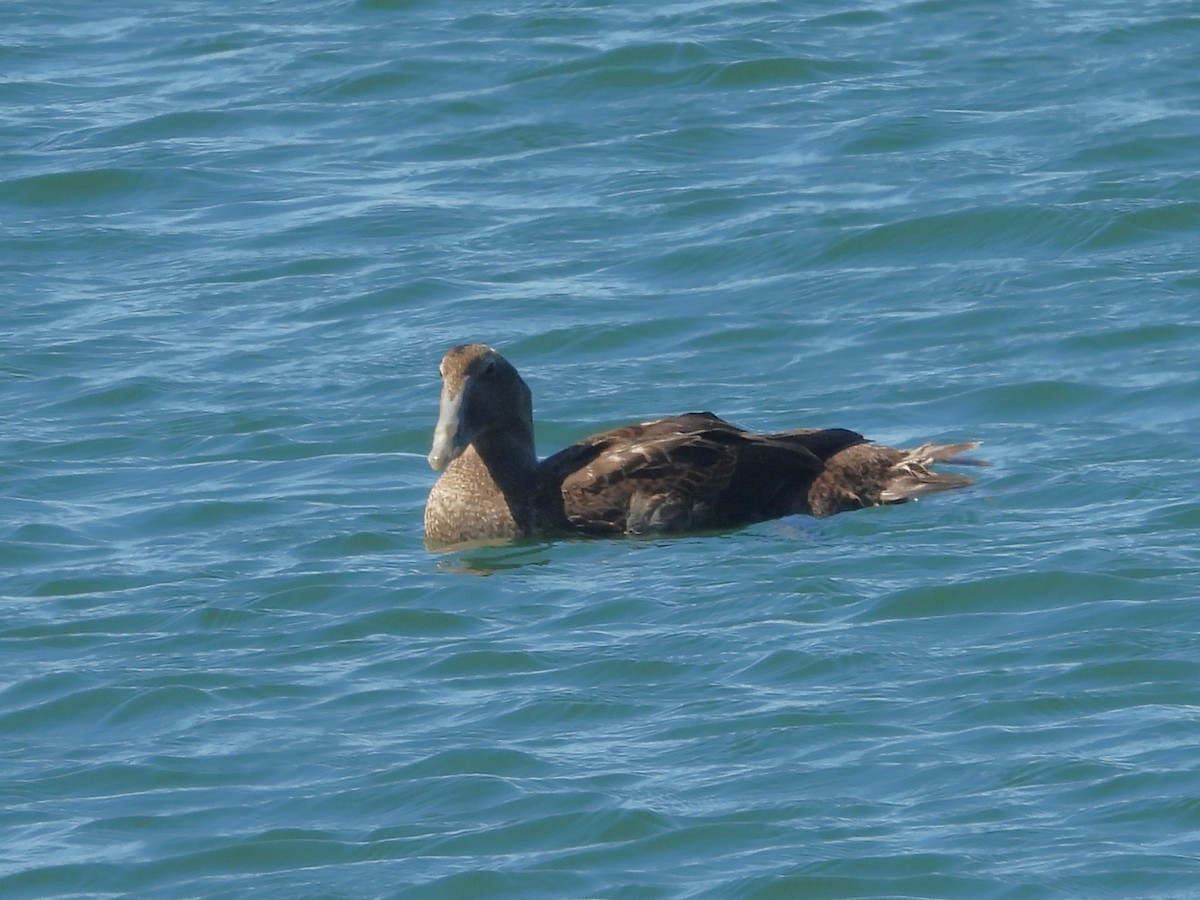Eider arrunta - ML641997087