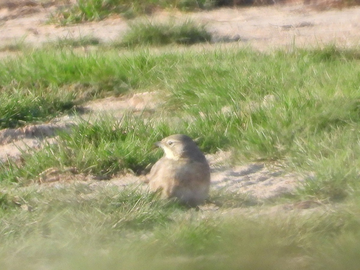 Horned Lark - ML641997088