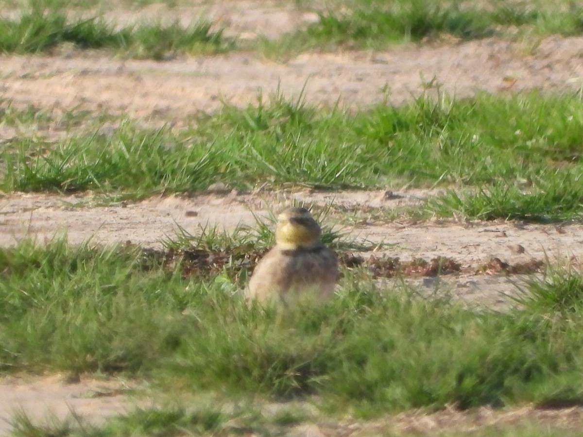 Horned Lark - ML641997089