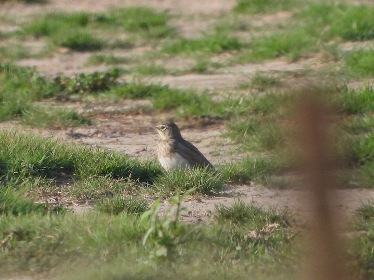 Horned Lark - ML641997092