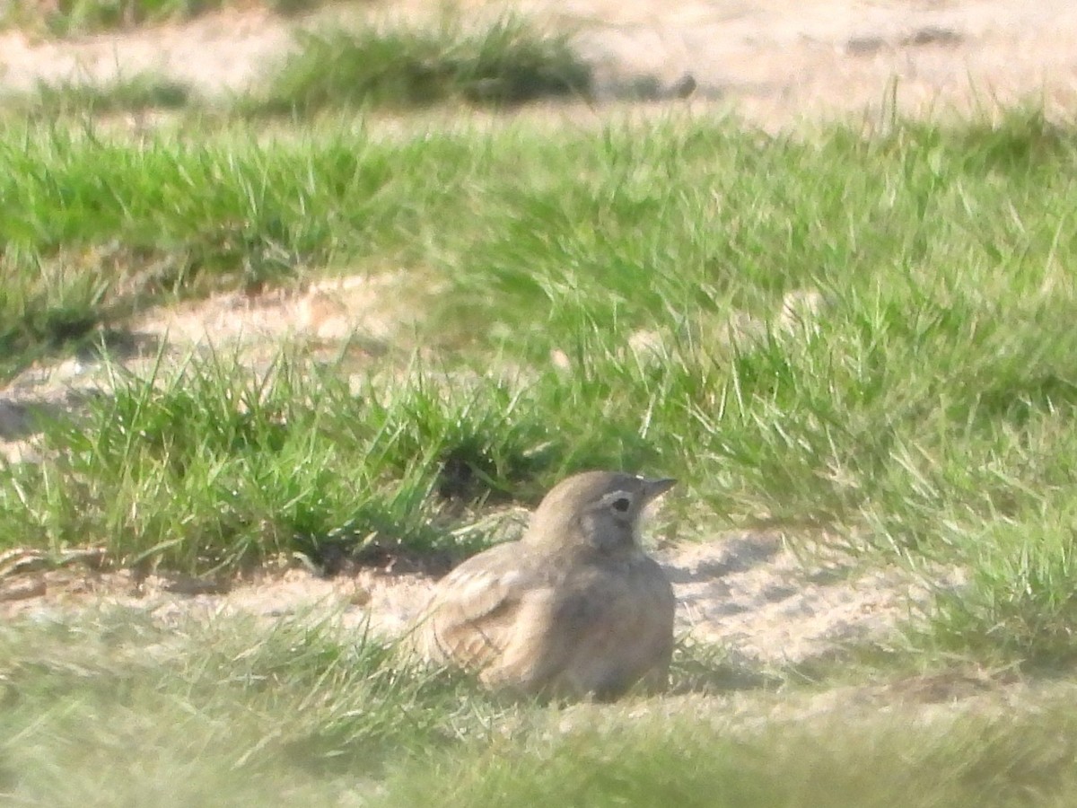 Horned Lark - ML641997094