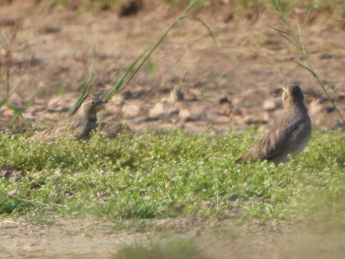 Horned Lark - ML641997095