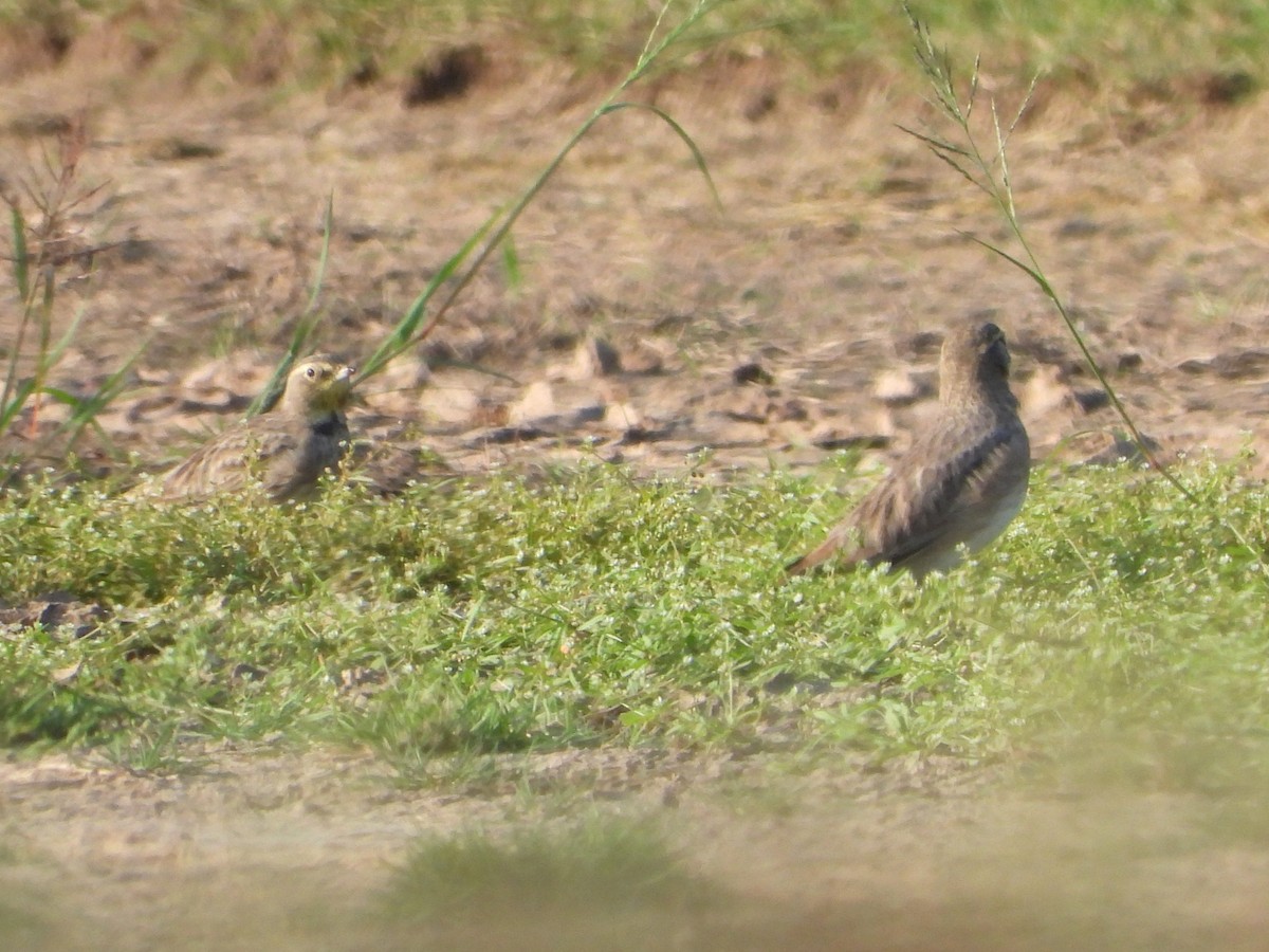 Horned Lark - ML641997096