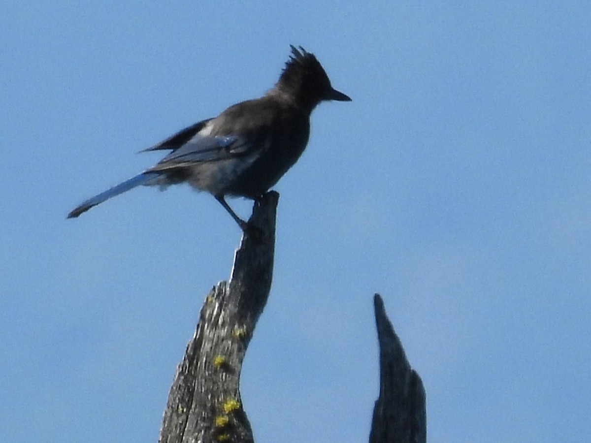Steller's Jay - ML641997105