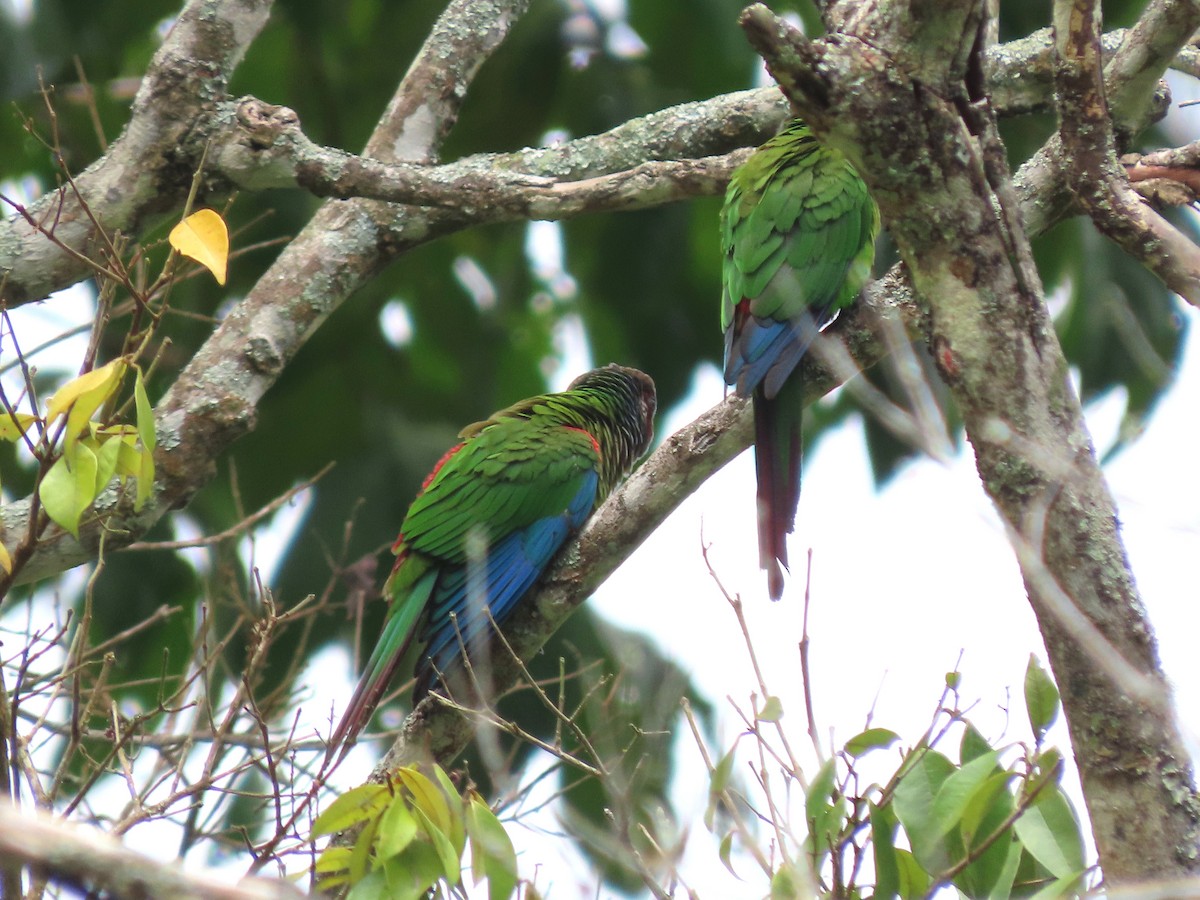 Painted Parakeet - ML641997106