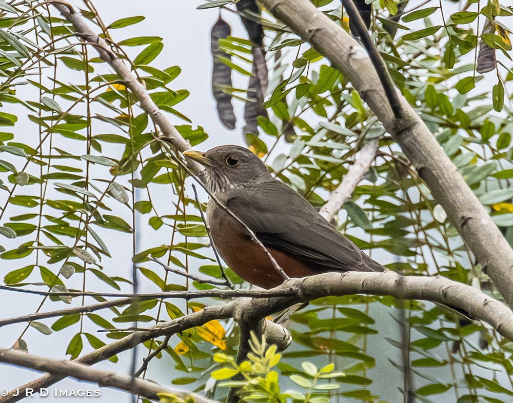 Rufous-bellied Thrush - ML641997107