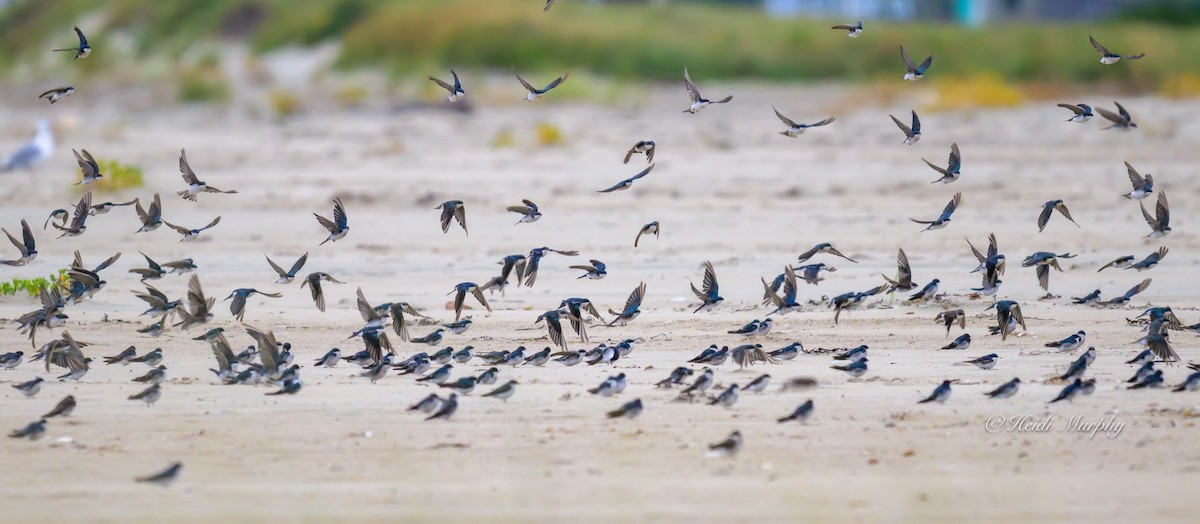 Tree Swallow - ML641997128