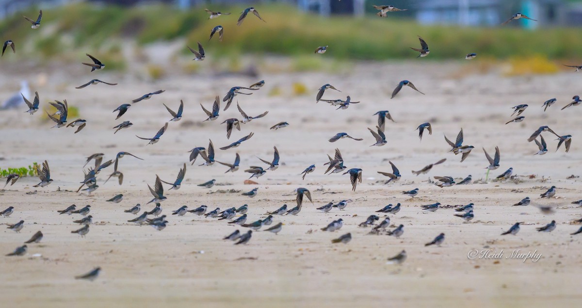 Tree Swallow - ML641997129