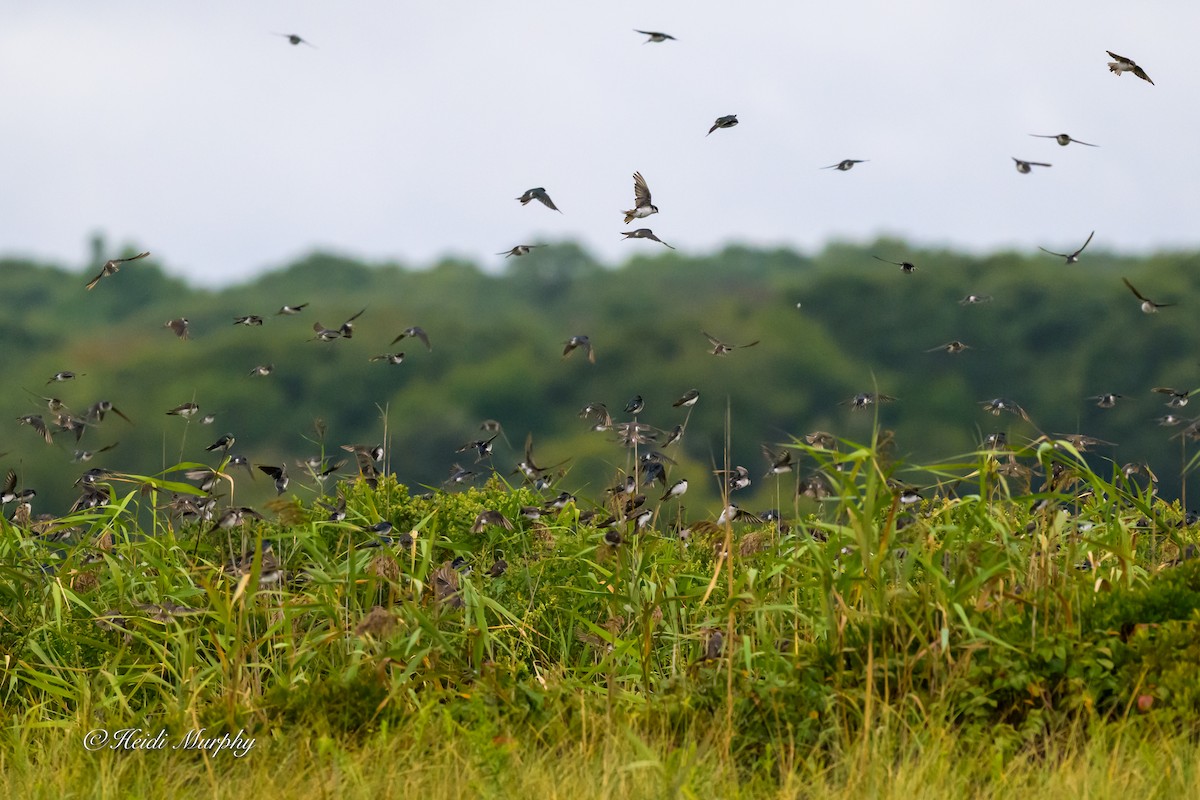Tree Swallow - ML641997131