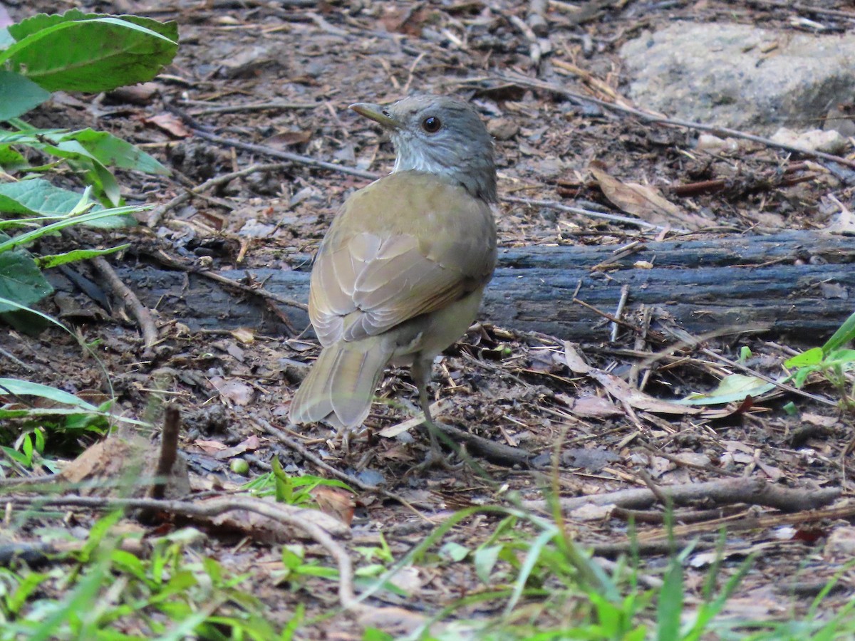 Pale-breasted Thrush - ML641997151