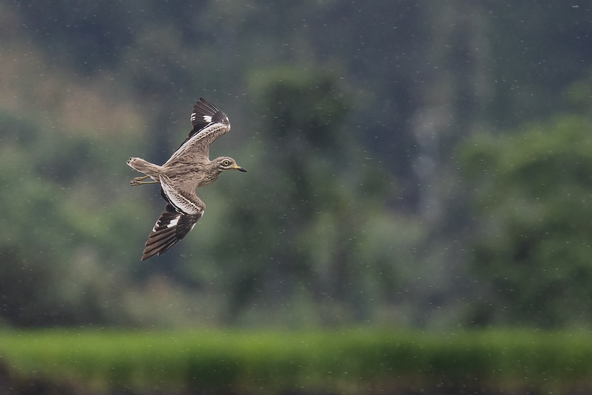 Indian Thick-knee - ML641997159