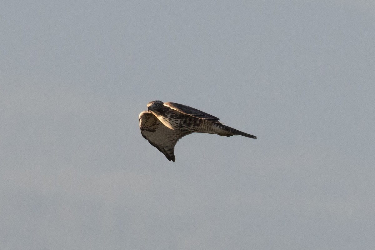 Red-tailed Hawk - ML641997166