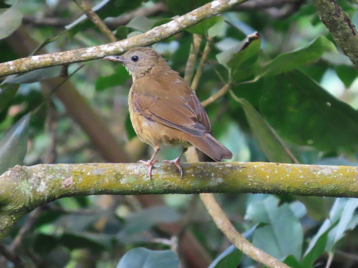Cocoa Thrush - ML641997171