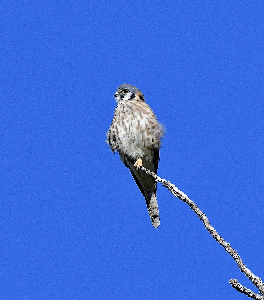 American Kestrel - ML641997173
