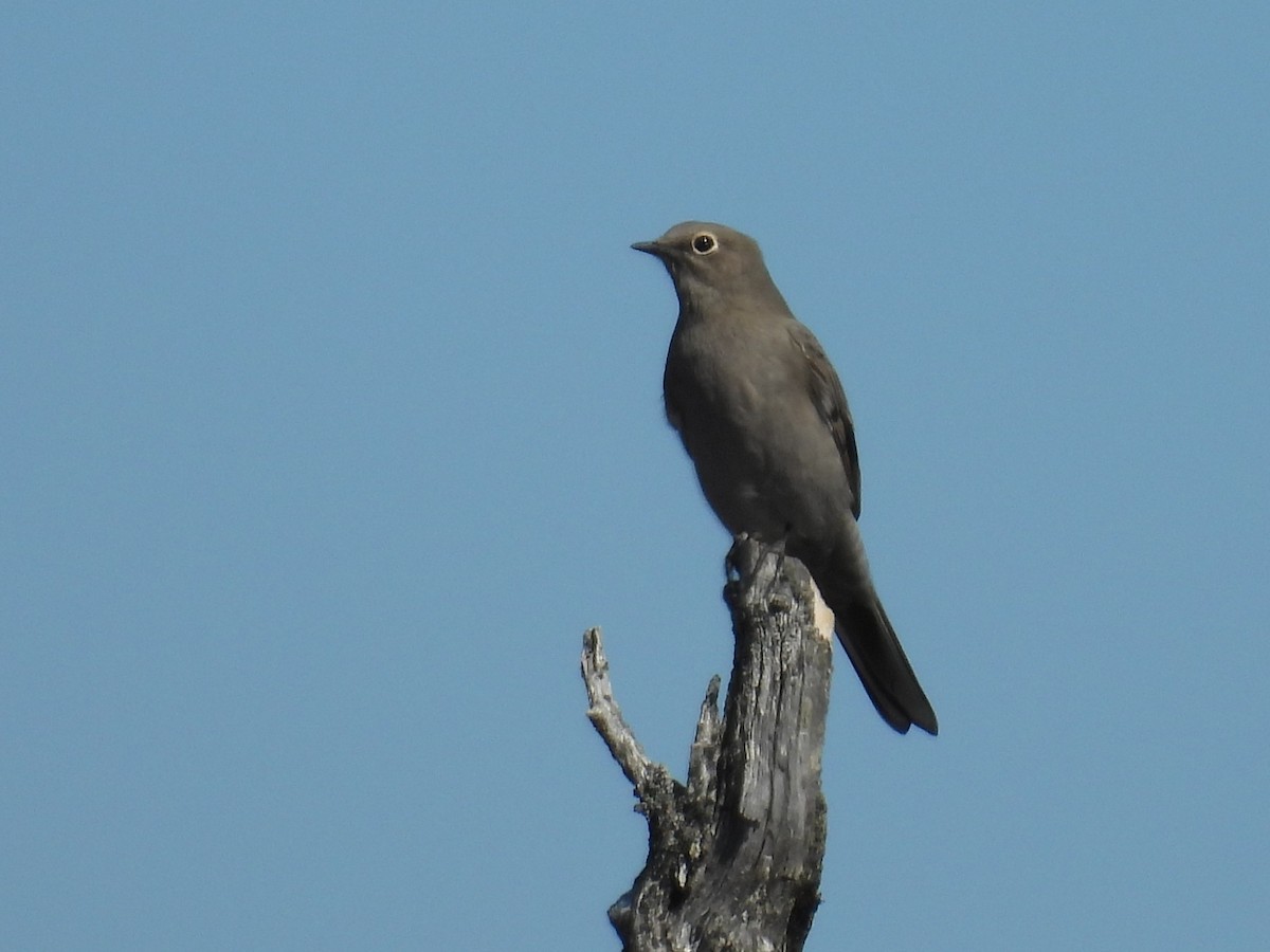 Townsend's Solitaire - ML641997175