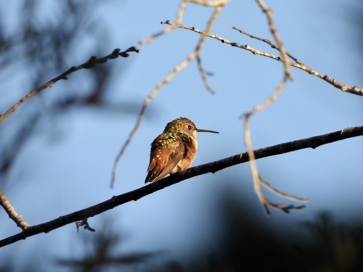 Rufous/Allen's Hummingbird - ML641997176