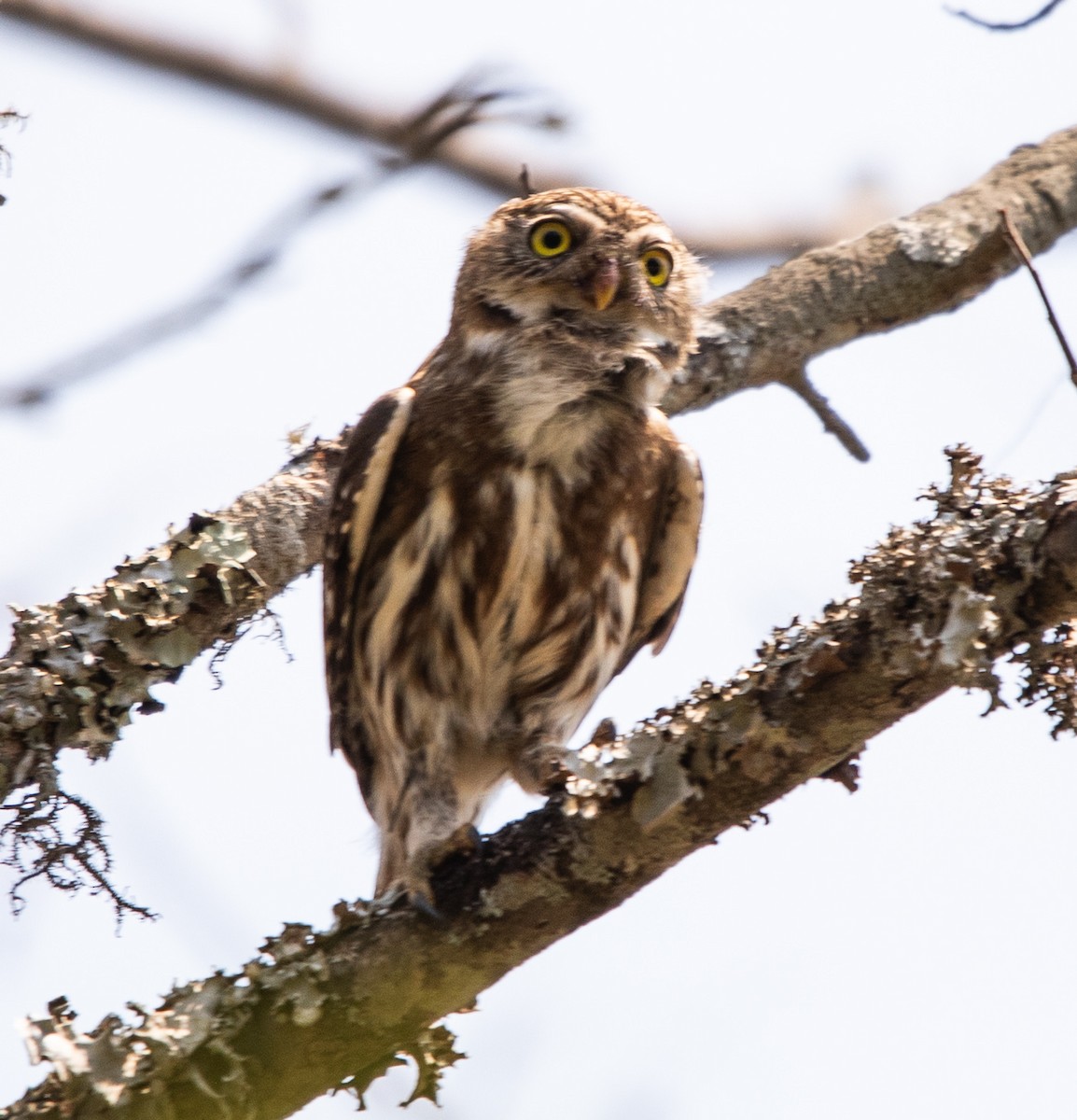Ferruginous Pygmy-Owl - ML641997192