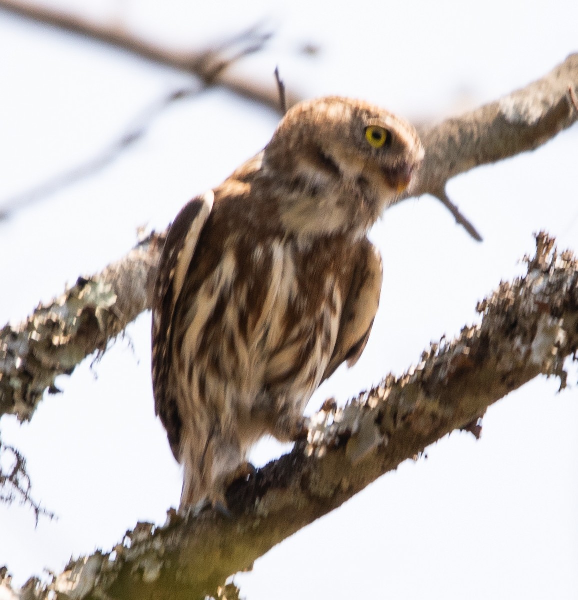 Ferruginous Pygmy-Owl - ML641997193