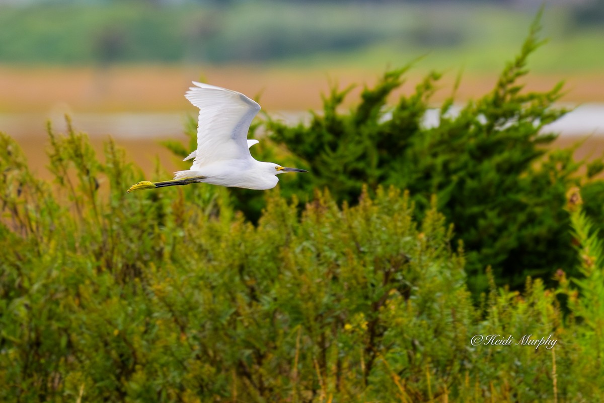 Snowy Egret - ML641997194