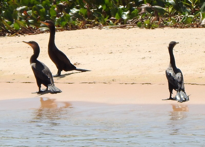 Neotropic Cormorant - ML641997198
