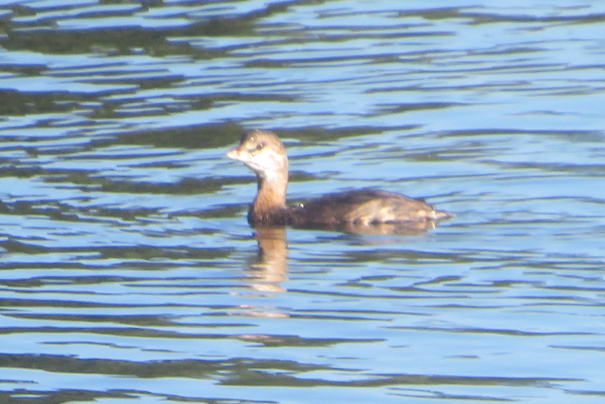 Pied-billed Grebe - ML641997199