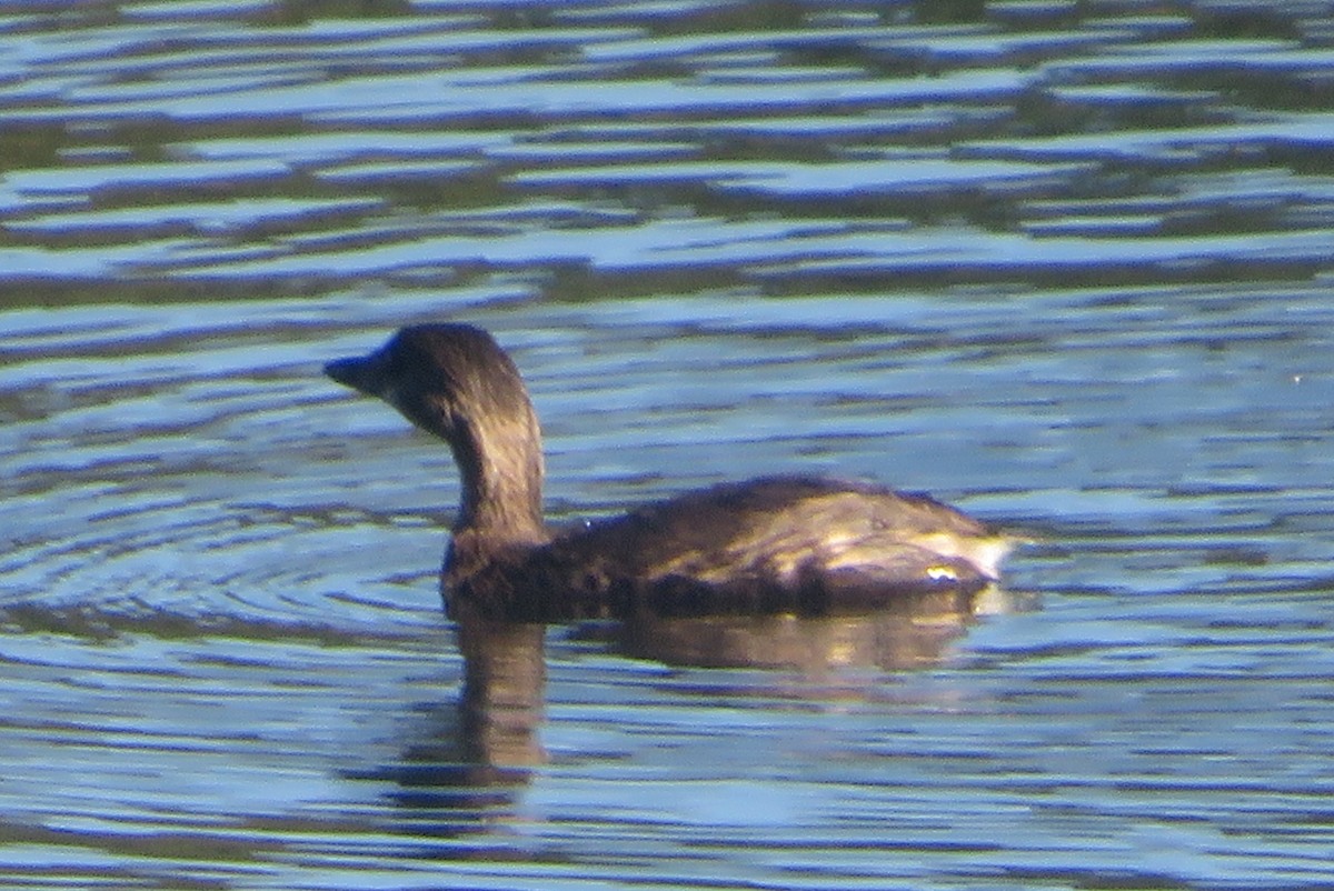 Pied-billed Grebe - ML641997200