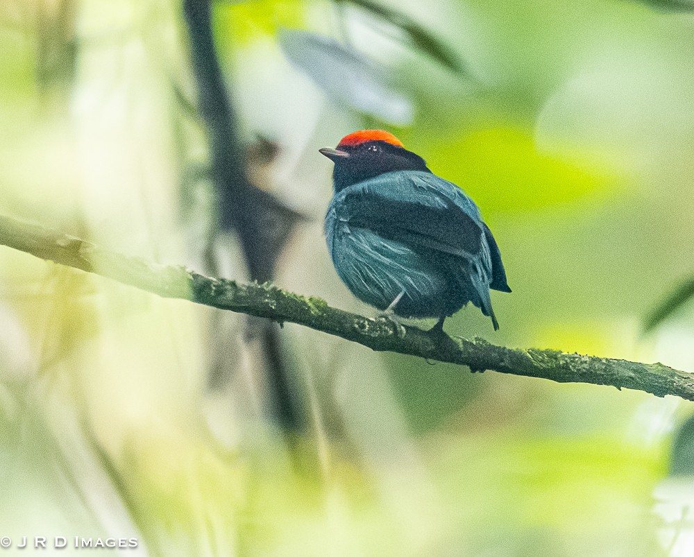 Swallow-tailed Manakin - ML641997201