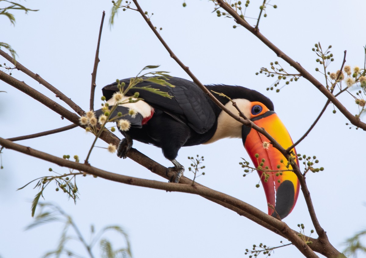 Toco Toucan - ML641997202