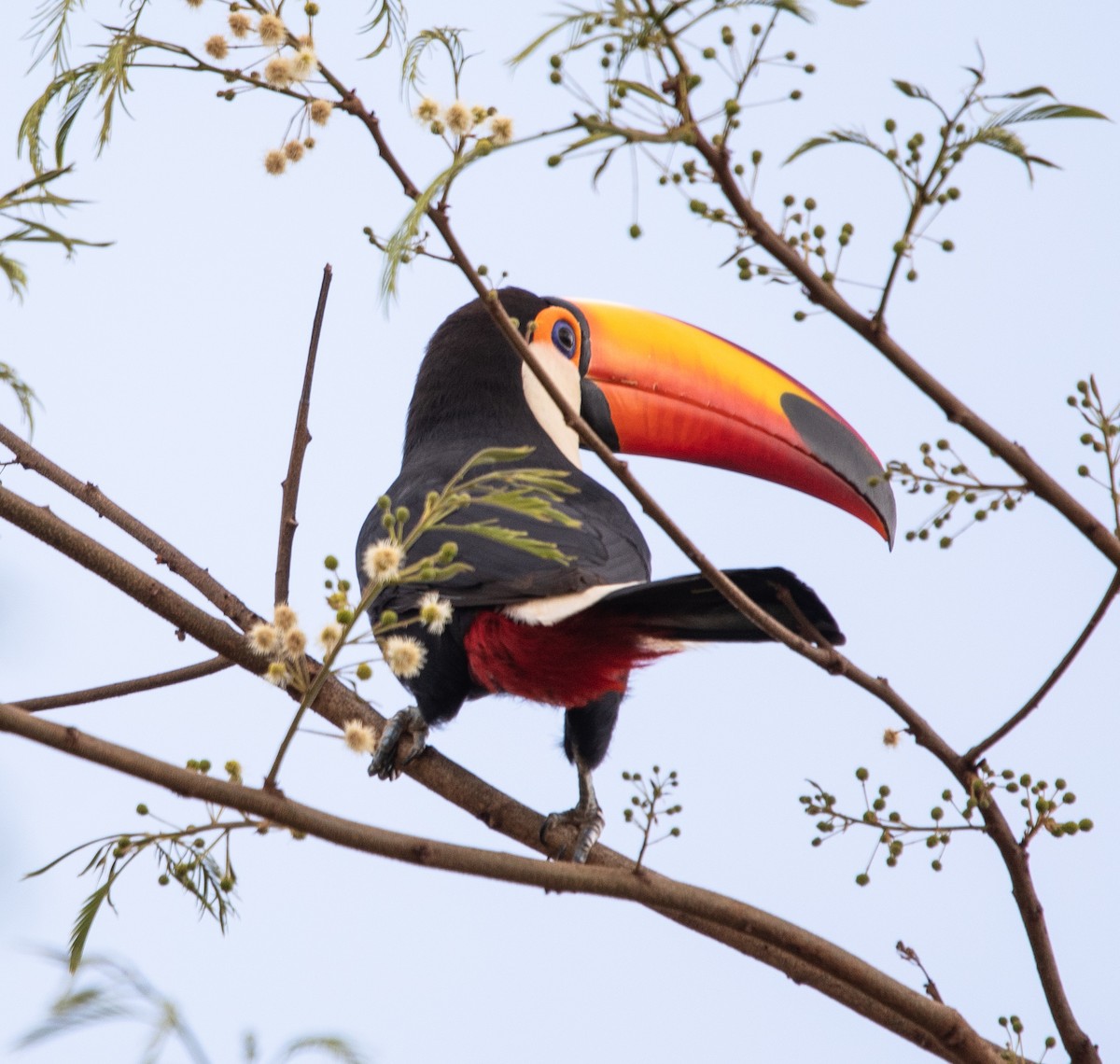 Toco Toucan - ML641997203