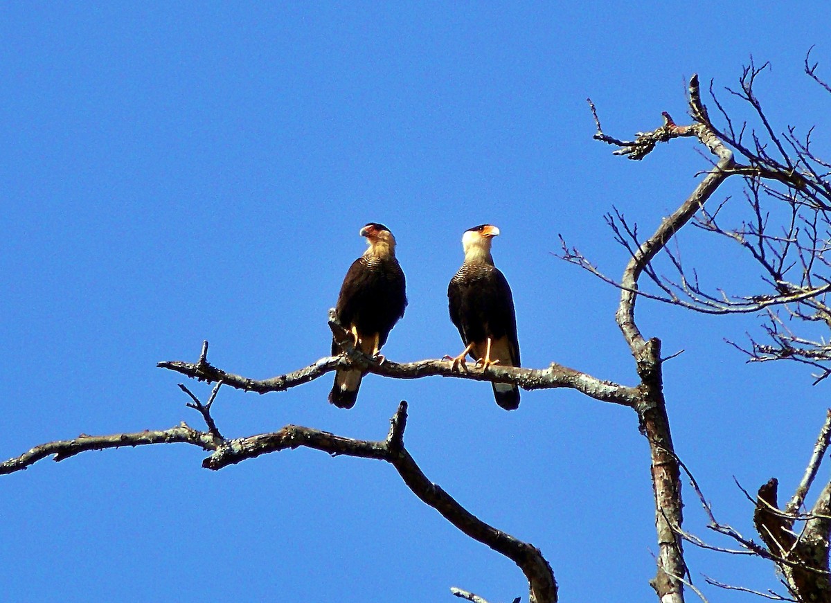 Crested Caracara - ML641997206