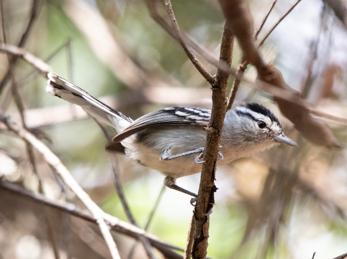 Black-capped Antwren - ML641997208