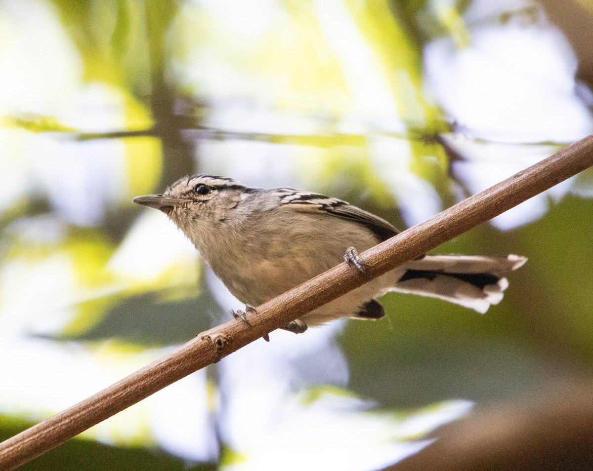 Black-capped Antwren - ML641997209