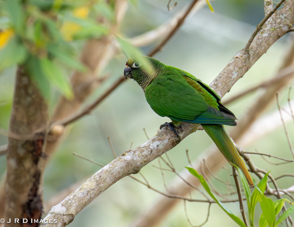 Maroon-bellied Parakeet - ML641997211