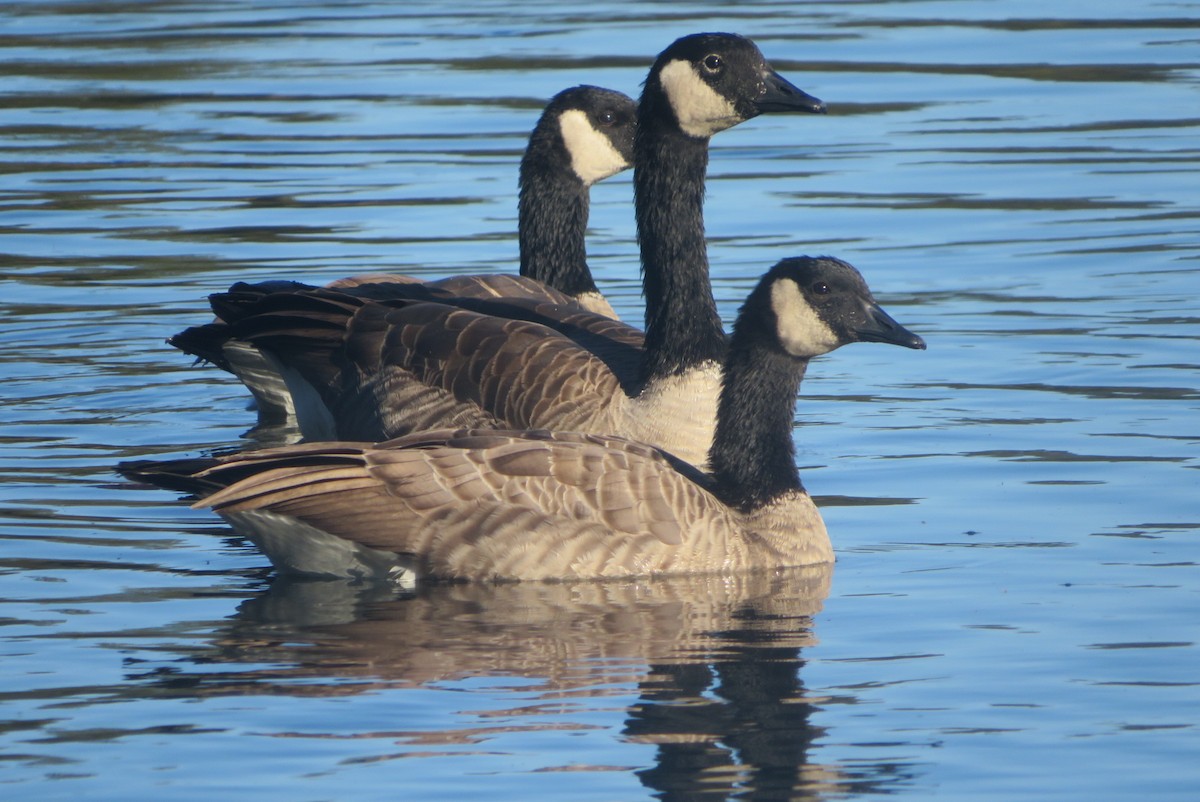 Canada Goose - ML641997215