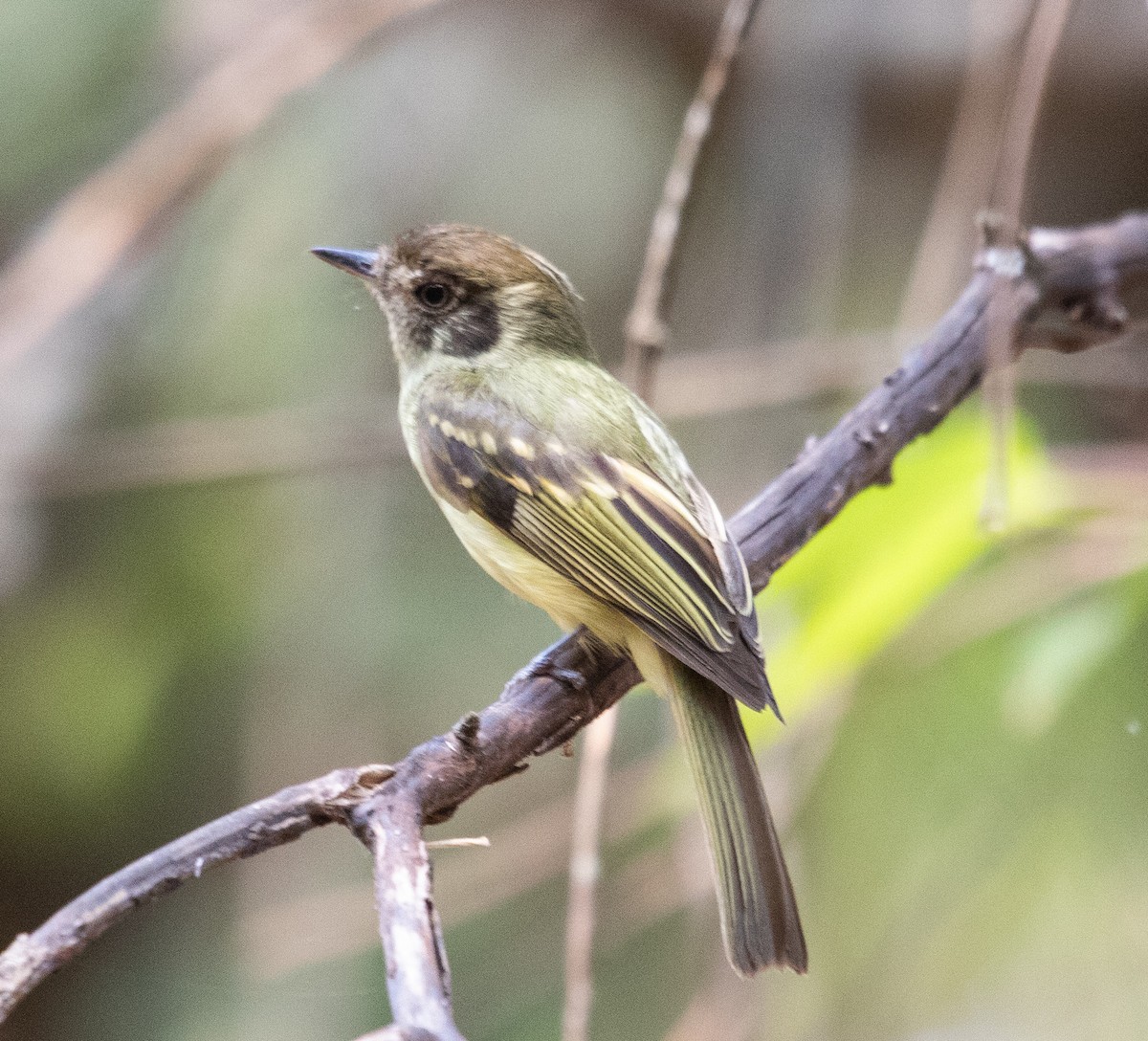 Sepia-capped Flycatcher - ML641997216