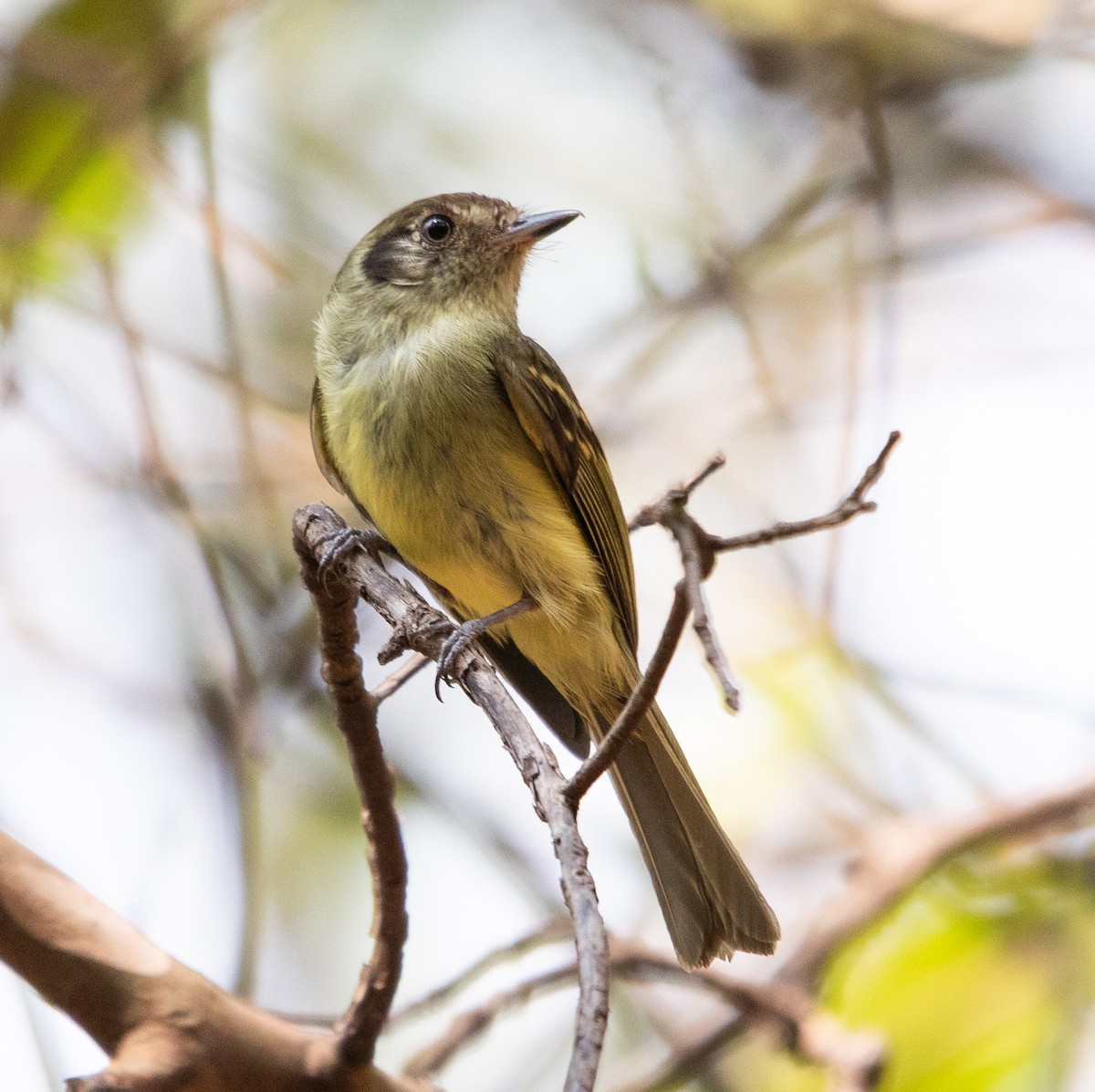 Sepia-capped Flycatcher - ML641997217