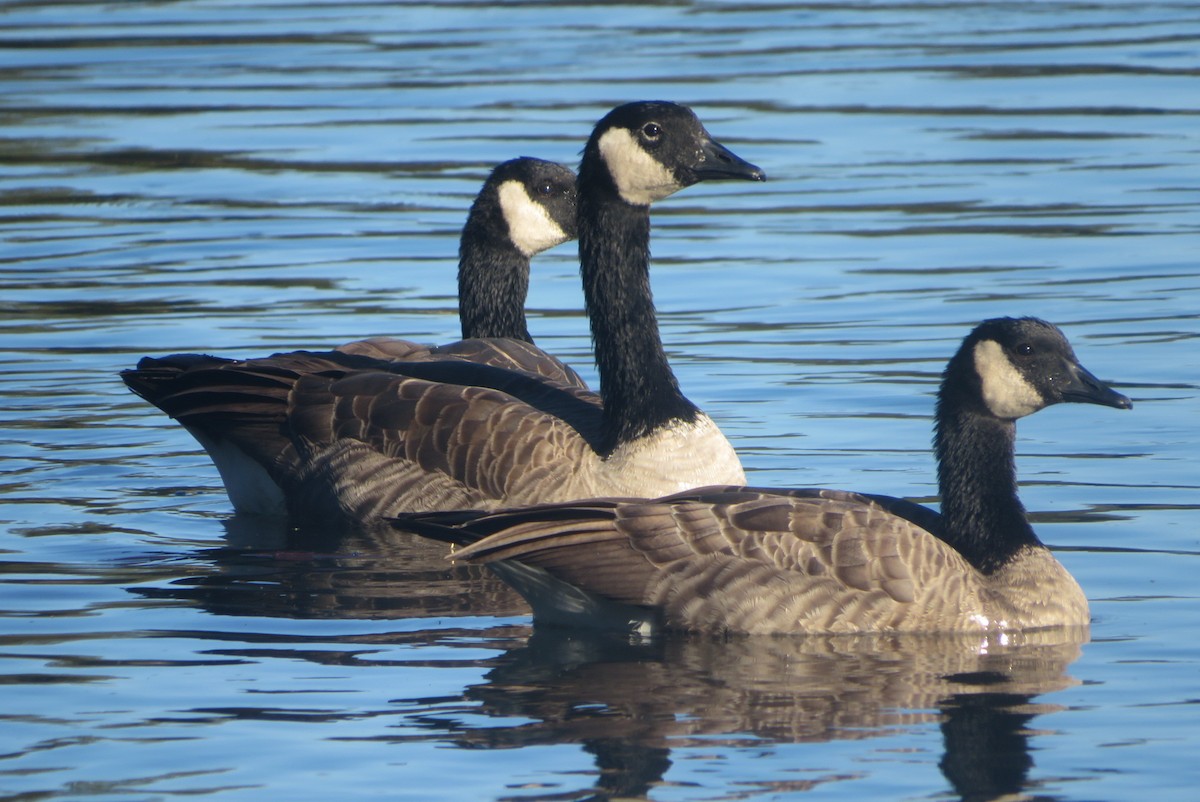 Canada Goose - ML641997218