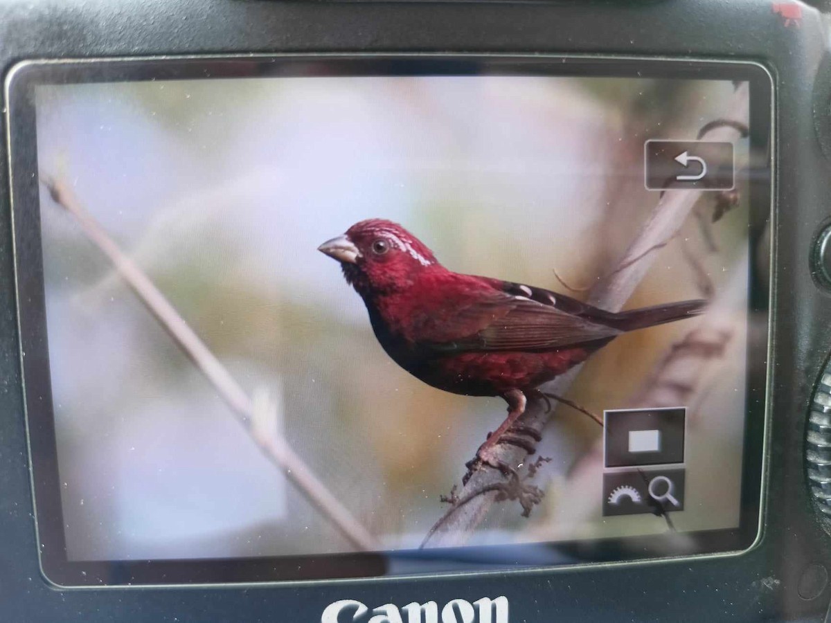 Vinaceous Rosefinch - ML641997235