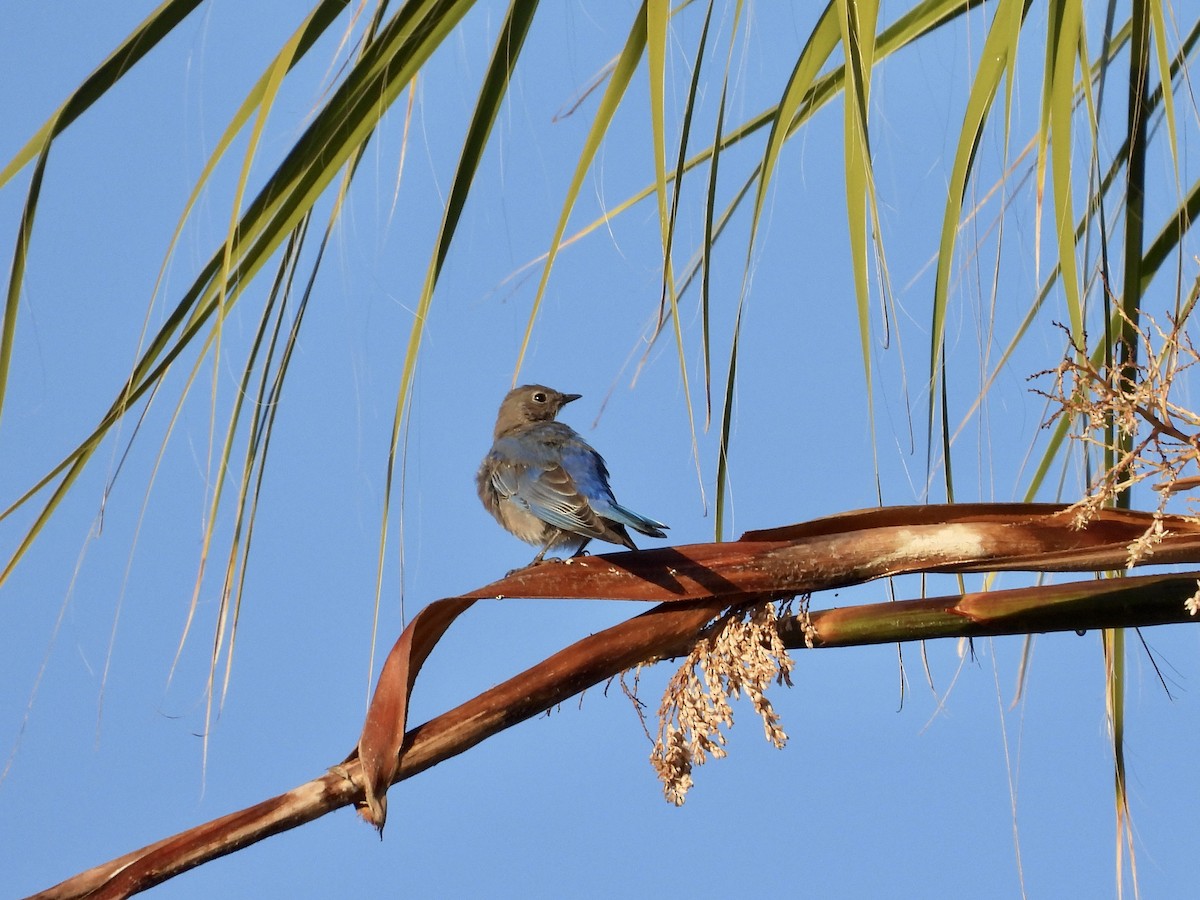 Western Bluebird - ML641997238
