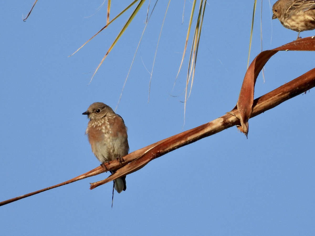 Western Bluebird - ML641997239