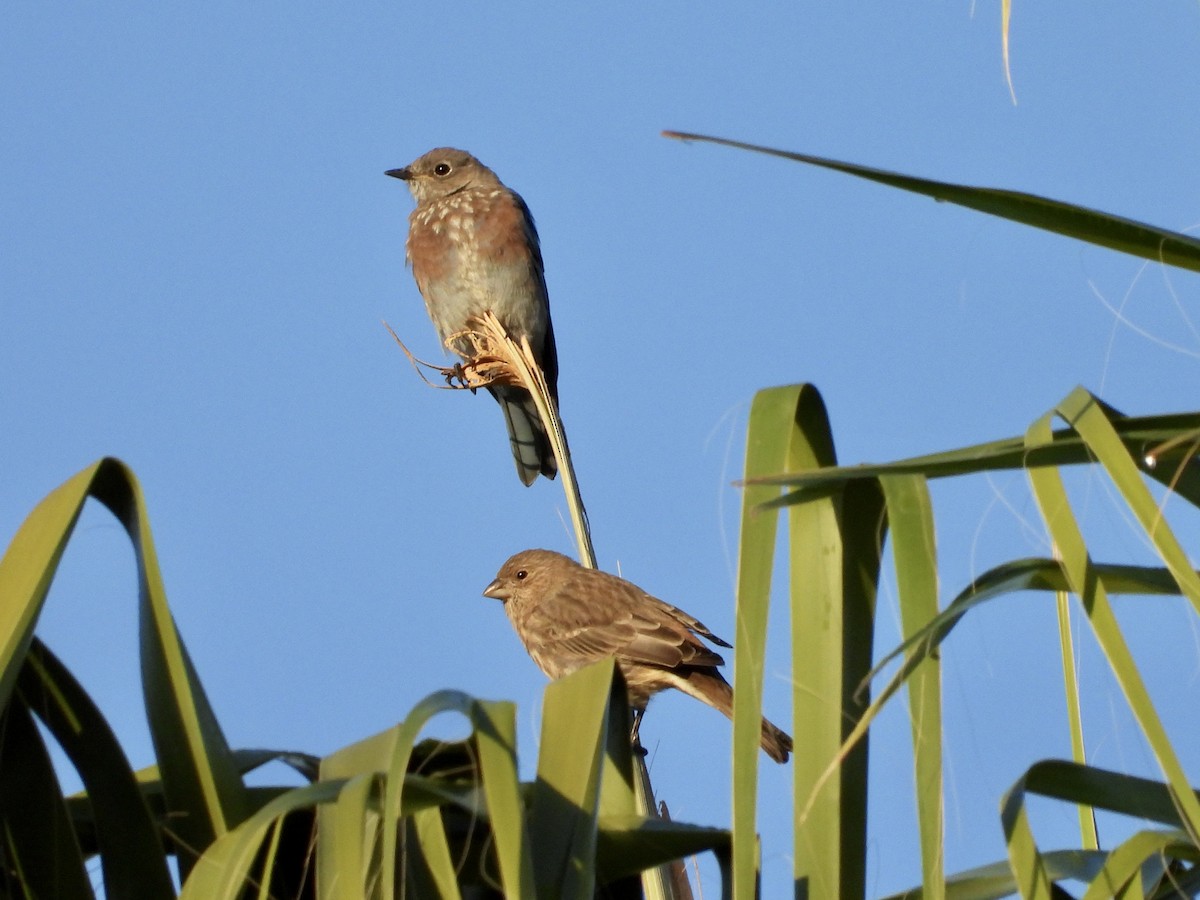 Western Bluebird - ML641997240