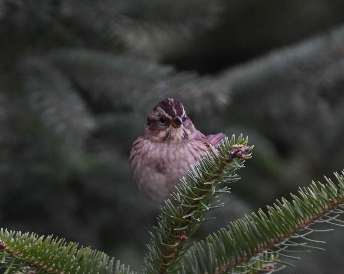 Swamp Sparrow - ML641997246