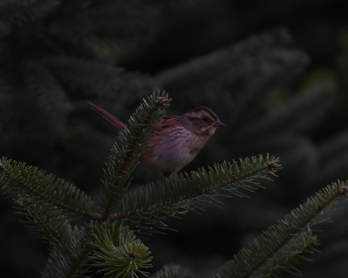 Swamp Sparrow - ML641997247
