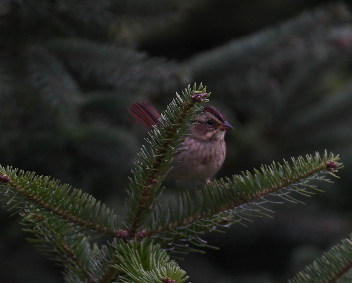 Swamp Sparrow - ML641997248
