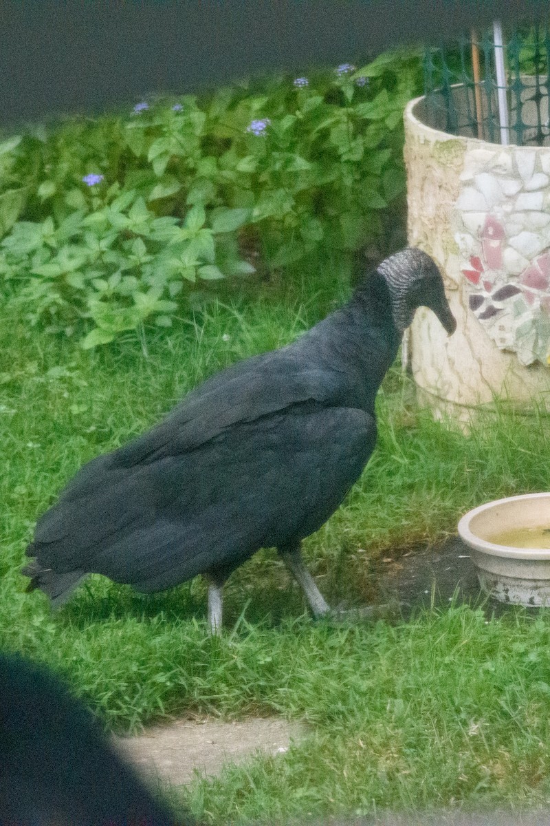 Black Vulture - ML641997251